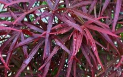 Ribbon Leaf Japanese Maple (Acer Palmatum 'Atrolineare') - 3 Gallon Pot -Orchard Essence acer palmatum filifera purpurea 3