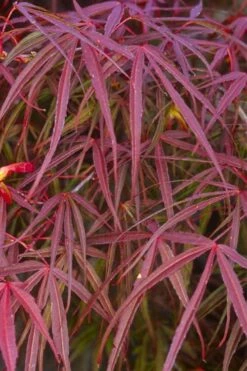 Ribbon Leaf Japanese Maple (Acer Palmatum 'Atrolineare') - 3 Gallon Pot -Orchard Essence acer palmatum filifera purpurea 5