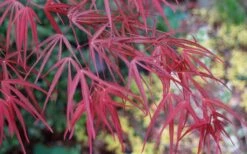 Ribbon Leaf Japanese Maple (Acer Palmatum 'Atrolineare') - 3 Gallon Pot -Orchard Essence acer palmatum filifera purpurea 6