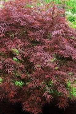 Ribbon Leaf Japanese Maple (Acer Palmatum 'Atrolineare') - 3 Gallon Pot -Orchard Essence acer palmatum filifera purpurea 7