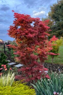 Gable's Glory Chameleon Japanese Maple - 3 Gallon Pot -Orchard Essence acer palmatum gables glory japanese maple 6