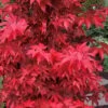 Gable's Glory Chameleon Japanese Maple - 3 Gallon Pot -Orchard Essence acer palmatum gables glory japanese maple 8