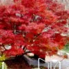 Glowing Embers Japanese Maple - 7 Gallon Pot (5-6') 1 Glowing Embers Japanese Maple - 7 Gallon Pot (5-6') -Orchard Essence acer palmatum glowing embers japanese maple 20