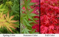 Glowing Embers Japanese Maple - 7 Gallon Pot (5-6') -Orchard Essence acer palmatum glowing embers japanese maple 21