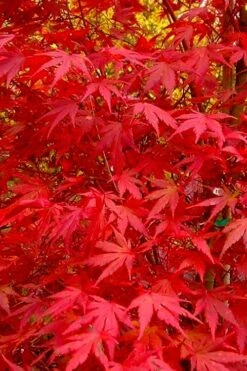 Glowing Embers Japanese Maple - 7 Gallon Pot (5-6') -Orchard Essence acer palmatum glowing embers japanese maple 22