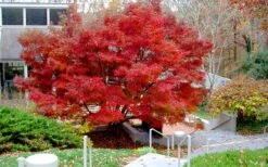 Glowing Embers Japanese Maple - 7 Gallon Pot (5-6') -Orchard Essence acer palmatum glowing embers japanese maple 24
