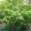 Green Leaf Japanese Maple (Acer Palmatum) - 5 Gallon Pot -Orchard Essence acer palmatum green leaf japanese maple 1