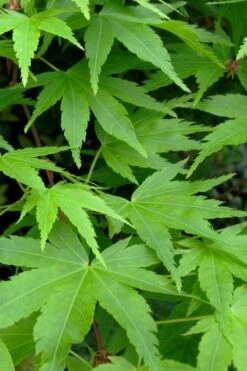 Green Leaf Japanese Maple (Acer Palmatum) - 5 Gallon Pot -Orchard Essence acer palmatum green leaf japanese maple 2