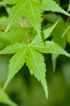 Green Leaf Japanese Maple (Acer Palmatum) - 5 Gallon Pot -Orchard Essence acer palmatum green leaf japanese maple 4