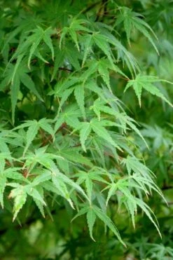 Green Leaf Japanese Maple (Acer Palmatum) - 5 Gallon Pot -Orchard Essence acer palmatum green leaf japanese maple 5