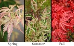 Hana Tsukasa Japanese Maple - 3 Gallon Pot (4-5') -Orchard Essence acer palmatum hana tsukasa japanese maple 1