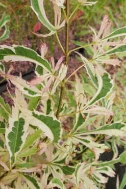 Hana Tsukasa Japanese Maple - 3 Gallon Pot (4-5') -Orchard Essence acer palmatum hana tsukasa japanese maple 3