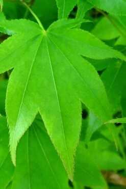 Hogyoku Japanese Maple - 1 Gallon Pot -Orchard Essence acer palmatum hogyoku japanese maple 4