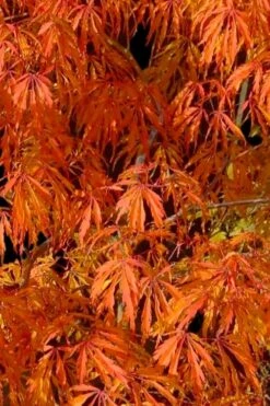 Jeddeloh Orange Japanese Maple - 1 Gallon Pot 11 Jeddeloh Orange Japanese Maple - 1 Gallon Pot -Orchard Essence acer palmatum jeddeloh orange japanese maple 1