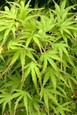 Eagle's Claw Japanese Maple - (Acer Palmatum 'Kamagata') - 2 Gallon Pot 12 Eagle's Claw Japanese Maple - (Acer Palmatum 'Kamagata') - 2 Gallon Pot -Orchard Essence acer palmatum kamagata eagles claw japanese maple 3 1