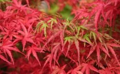 Eagle's Claw Japanese Maple - (Acer Palmatum 'Kamagata') - 2 Gallon Pot 13 Eagle's Claw Japanese Maple - (Acer Palmatum 'Kamagata') - 2 Gallon Pot -Orchard Essence acer palmatum kamagata eagles claw japanese maple 4 1