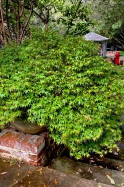 Kiyohime Spreading Japanese Maple - 1 Gallon Pot -Orchard Essence acer palmatum kiyohime dwarf japanese maple 10