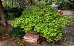 Kiyohime Spreading Japanese Maple - 1 Gallon Pot -Orchard Essence acer palmatum kiyohime dwarf japanese maple 11