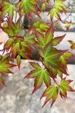 Kiyohime Spreading Japanese Maple - 1 Gallon Pot -Orchard Essence acer palmatum kiyohime dwarf japanese maple 4