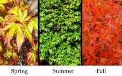 Kiyohime Spreading Japanese Maple - 1 Gallon Pot -Orchard Essence acer palmatum kiyohime dwarf japanese maple 7