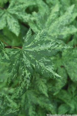 Kumoi Nishiki Japanese Full Moon Maple - 3 Gallon Pot 18 Kumoi Nishiki Japanese Full Moon Maple - 3 Gallon Pot -Orchard Essence acer palmatum kumoi nishiki 1 1