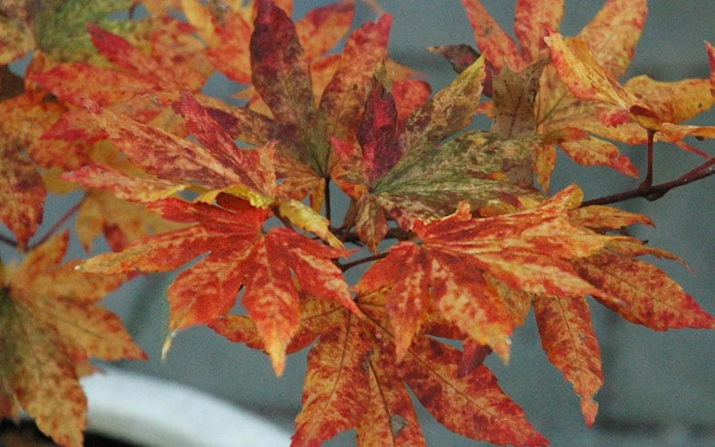 Kumoi Nishiki Japanese Full Moon Maple - 3 Gallon Pot 11 Kumoi Nishiki Japanese Full Moon Maple - 3 Gallon Pot - Image 9