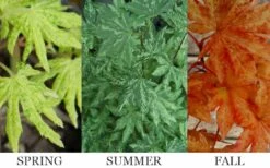 Kumoi Nishiki Japanese Full Moon Maple - 3 Gallon Pot 16 Kumoi Nishiki Japanese Full Moon Maple - 3 Gallon Pot -Orchard Essence acer palmatum kumoi nishiki 13 1