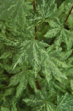 Kumoi Nishiki Japanese Full Moon Maple - 3 Gallon Pot 21 Kumoi Nishiki Japanese Full Moon Maple - 3 Gallon Pot -Orchard Essence acer palmatum kumoi nishiki japanese maple 4