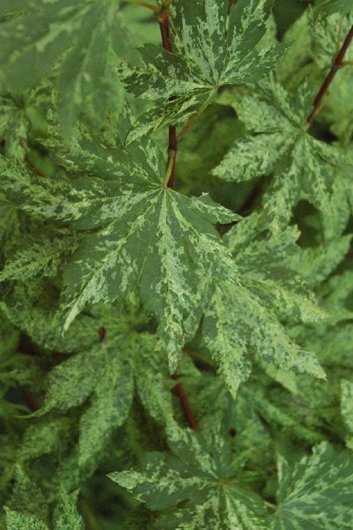 Kumoi Nishiki Japanese Full Moon Maple - 3 Gallon Pot 12 Kumoi Nishiki Japanese Full Moon Maple - 3 Gallon Pot - Image 10