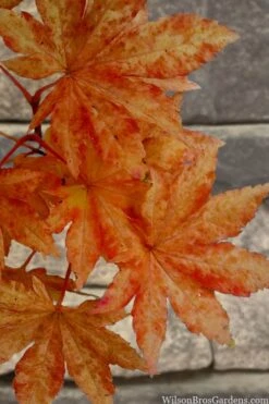 Kumoi Nishiki Japanese Full Moon Maple - 3 Gallon Pot 19 Kumoi Nishiki Japanese Full Moon Maple - 3 Gallon Pot -Orchard Essence acer palmatum kumoi nishiki japanese maple 7 1