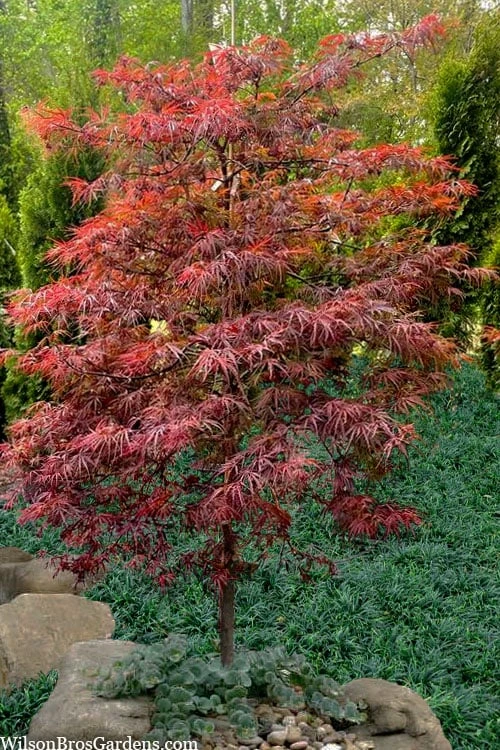 Lionheart Japanese Maple - 5 Gallon Pot 6 Lionheart Japanese Maple - 5 Gallon Pot - Image 4