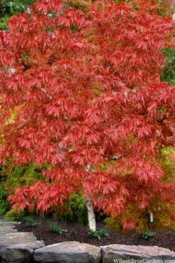 Lionheart Japanese Maple - 5 Gallon Pot 13 Lionheart Japanese Maple - 5 Gallon Pot -Orchard Essence acer palmatum lion heart japanese maple 8