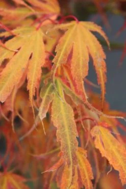 Manyo No Sato Purple Leaf Japanese Maple - 5 Gallon Pot -Orchard Essence acer palmatum manyo no sato japanese maple 7