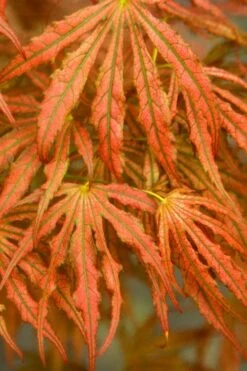 Crescent Moon Japanese Maple (Acer Palmatum 'Mikazuki') - 5 Gallon Pot -Orchard Essence acer palmatum mikazuki japanese maple 4 2