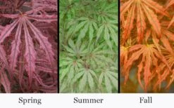 Crescent Moon Japanese Maple (Acer Palmatum 'Mikazuki') - 3 Gallon Pot (5-6') 13 Crescent Moon Japanese Maple (Acer Palmatum 'Mikazuki') - 3 Gallon Pot (5-6') -Orchard Essence acer palmatum mikazuki japanese maple 5