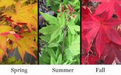 Omato Japanese Maple - 2 Gallon Pot -Orchard Essence acer palmatum omato japanese maple 10