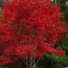 Omato Japanese Maple - 2 Gallon Pot -Orchard Essence acer palmatum omato japanese maple 5