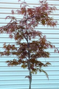 'Orangeola' Weeping Japanese Maple - Spiral Trunk - 3 Gallon Pot -Orchard Essence acer palmatum orangeola spiral trunk japanese maple 1
