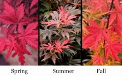 Orion Dwarf Red Japanese Maple - 2 Gallon Pot 12 Orion Dwarf Red Japanese Maple - 2 Gallon Pot -Orchard Essence acer palmatum orion japanese maple 10