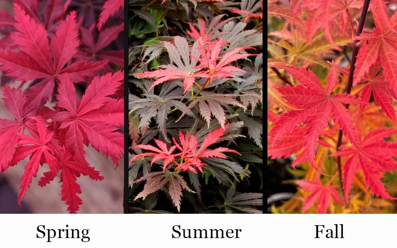Orion Dwarf Red Japanese Maple - 2 Gallon Pot 7 Orion Dwarf Red Japanese Maple - 2 Gallon Pot - Image 5