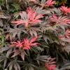 Orion Dwarf Red Japanese Maple - 2 Gallon Pot 2 Orion Dwarf Red Japanese Maple - 2 Gallon Pot -Orchard Essence acer palmatum orion japanese maple 5