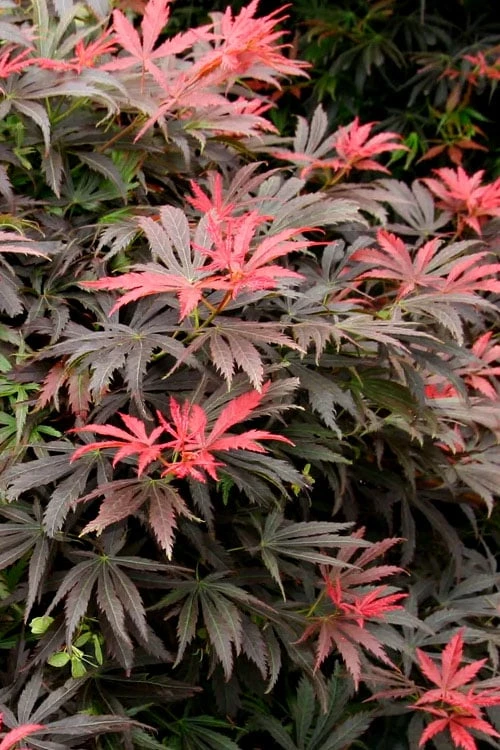 Orion Dwarf Red Japanese Maple - 2 Gallon Pot 3 Orion Dwarf Red Japanese Maple - 2 Gallon Pot