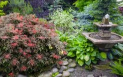 Orion Dwarf Red Japanese Maple - 2 Gallon Pot 13 Orion Dwarf Red Japanese Maple - 2 Gallon Pot -Orchard Essence acer palmatum orion japanese maple 6