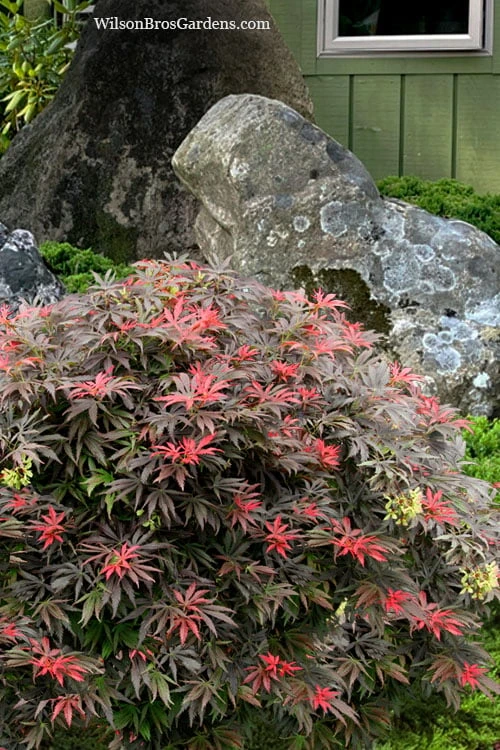 Orion Dwarf Red Japanese Maple - 2 Gallon Pot 6 Orion Dwarf Red Japanese Maple - 2 Gallon Pot - Image 4