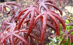 Peve's Starfish Japanese Maple - 7 Gallon Pot (7-8' HT) 22 Peve's Starfish Japanese Maple - 7 Gallon Pot (7-8' HT) -Orchard Essence acer palmatum peves starfish japanese maple 10