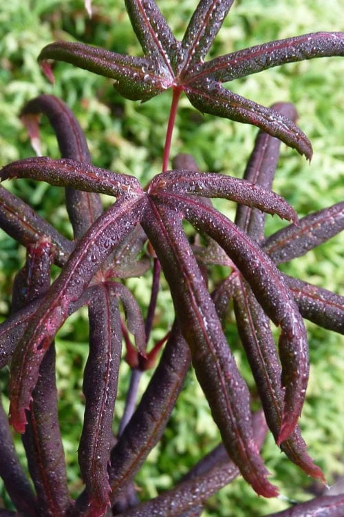 Peve's Starfish Japanese Maple - 7 Gallon Pot (7-8' HT) 3 Peve's Starfish Japanese Maple - 7 Gallon Pot (7-8' HT)