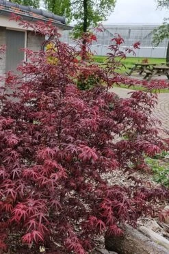Peve's Starfish Japanese Maple - 7 Gallon Pot (7-8' HT) 16 Peve's Starfish Japanese Maple - 7 Gallon Pot (7-8' HT) -Orchard Essence acer palmatum peves starfish japanese maple 12