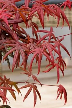 Peve's Starfish Japanese Maple - 7 Gallon Pot (7-8' HT) 23 Peve's Starfish Japanese Maple - 7 Gallon Pot (7-8' HT) -Orchard Essence acer palmatum peves starfish japanese maple 13