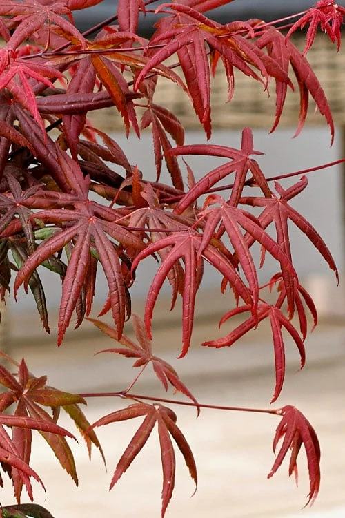 Peve's Starfish Japanese Maple - 7 Gallon Pot (7-8' HT) 13 Peve's Starfish Japanese Maple - 7 Gallon Pot (7-8' HT) - Image 11