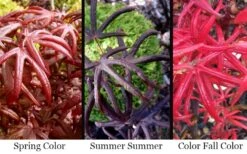 Peve's Starfish Japanese Maple - 7 Gallon Pot (7-8' HT) 17 Peve's Starfish Japanese Maple - 7 Gallon Pot (7-8' HT) -Orchard Essence acer palmatum peves starfish japanese maple 2